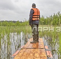 Мостки болотные